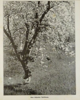 1917 - alter Druck - Alter blühender Apfelbaum
